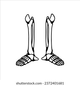 vector illustration of skeleton legs