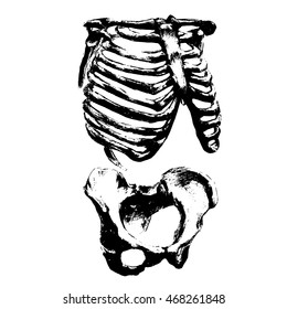 vector illustration skeleton, thorax and pelvis human, print Halloween