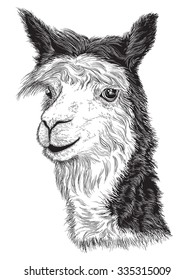 Vector illustration of sketch of a Alpaca's face (Black and white)