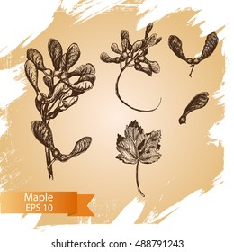 Vector illustration sketch - autumn.
Vector hand drawn maple sketches.
