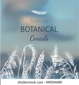Vector illustration sketch - autumn.
Vector hand drawn cereal crops sketches.