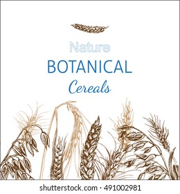 Vector illustration sketch - autumn.
Vector hand drawn cereal crops sketches.