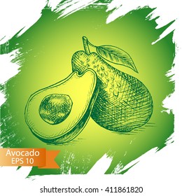 Vector illustration sketch - avocado