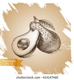 Vector illustration sketch avocado.
Illustration of vegetable.