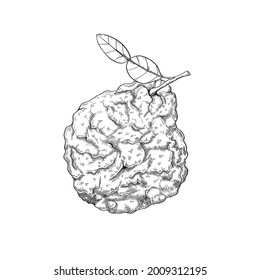 Vector illustration sketch of bergamot fruit. Citrus fruit for decorating candles, aromatic oils or household items, tea