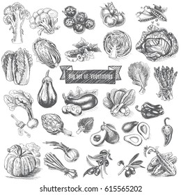 Vector illustration sketch - big set of vegetables.