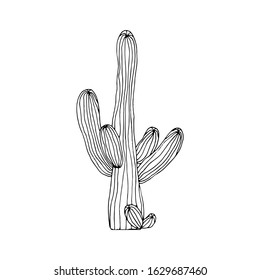 Vector illustration of sketch black and white saguaro cactus on white background