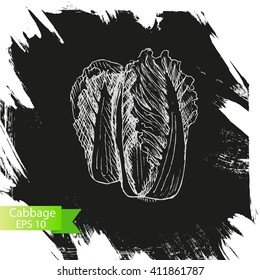 Vector illustration sketch - cabbage.