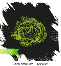 Vector illustration sketch of?? cabbage.