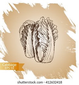 Vector illustration sketch - cabbage.