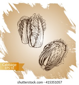 Vector illustration sketch - cabbage.
