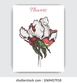 Vector illustration sketch - card with flowers peony.
