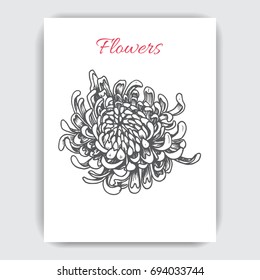Vector illustration sketch - card with flowers chrysanthemum