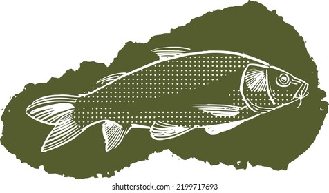 the vector illustration sketch of the carp fish