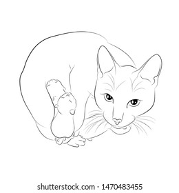 Vector illustration. A sketch of a cat with kittens.EPS 8