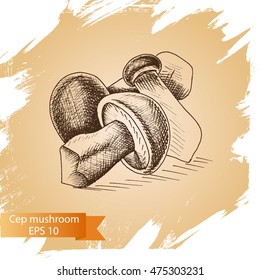 Vector illustration sketch - Ceps mushrooms.