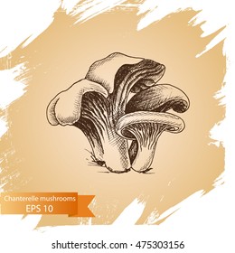 Vector illustration sketch - Chanterelle mushrooms.
