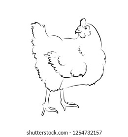 Vector illustration. Sketch chicken.EPS 8
