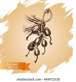Vector illustration sketch currant. Illustration - fruit.