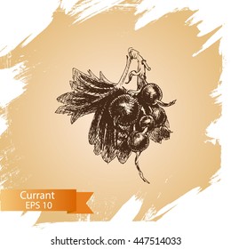 Vector illustration sketch currant. Illustration - fruit.