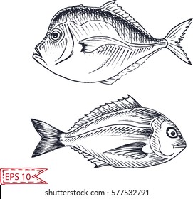 Vector illustration sketch - dorado,  sunfish