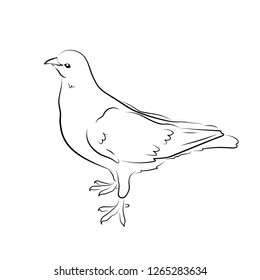 Vector illustration. Sketch of a dove.EPS 8