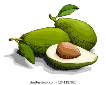 Vector illustration sketch of drawing fruit green avocados with half.