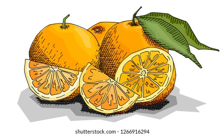 Vector illustration sketch of drawing fruit oranges with halves.
