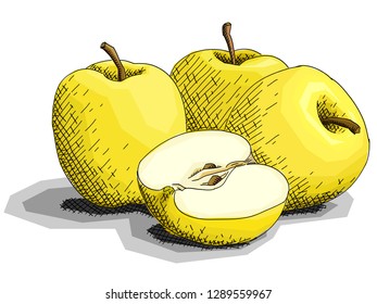 Vector illustration sketch of drawing fruit yellow apples with half.