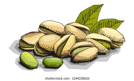 Vector illustration sketch of drawing nut pistachios.