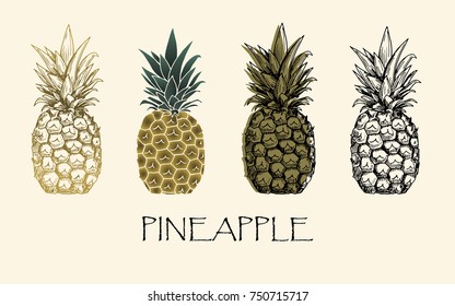Vector illustration. Sketch drawing pineapple in different styles. Vector objects.