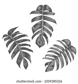 Vector illustration sketch drawing. Set green leaves of tropical plants on isolated white bacground.