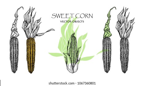 Vector illustration. Sketch drawing sweet corn. Vector objects set.
