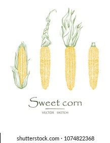 Vector illustration. Sketch drawing sweet corn. Vector chalk style objects set.