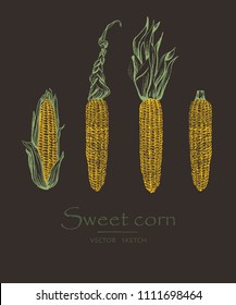 Vector illustration. Sketch drawing sweet corn. Vector chalk style objects set.
