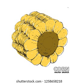 Vector illustration. Sketch drawing sweet corn. Detailed vegetarian food drawing.Great for menu, label, icon