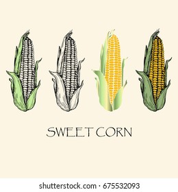 Vector illustration. Sketch drawing sweet corn. Vector objects.