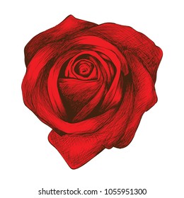 Vector illustration sketch drawing.Rose flower on isolated white bacground.