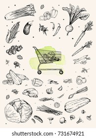 Vector illustration. Sketch drawn vegetables : carrot, beet, pepper, celery, pea, onion, cabbage, tomato, zucchini, eggplant, corn. Shopping cart. Pen style vector objects.