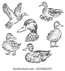 Boceto de Ilustración vectorial de pato con varias posiciones y representación que es muy único y hermoso