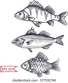 Esbozo de ilustración del vector - peces