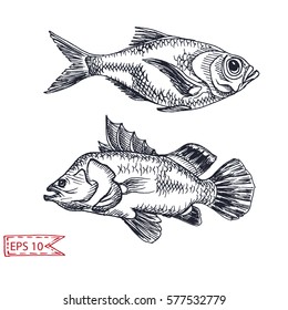 Vector illustration sketch - fish