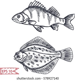 Vector illustration sketch - fish