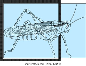 Vector illustration sketch of fish wall decoration design silhouette in box frame