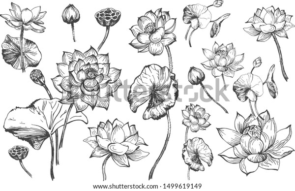花柄の植物セットのベクターイラスト 蓮の花が咲き 花の芽 芽 葉が異なる角度からグラフィックな白黒 のスタイルで描かれている ビンテージ手描きのスタイル のベクター画像素材 ロイヤリティフリー