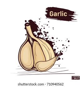 Vector illustration. Sketch of garlic, hand draw colors. Colored blots and splashes, sepia.