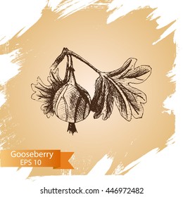 Vector illustration sketch gooseberry.
Illustration - fruit.