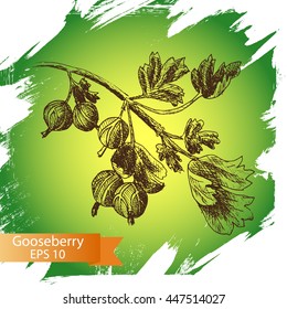 Vector illustration sketch gooseberry.
Illustration - fruit.