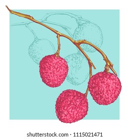 Vector illustration sketch. Hand drawn summer fruits litchi. Included line art background.