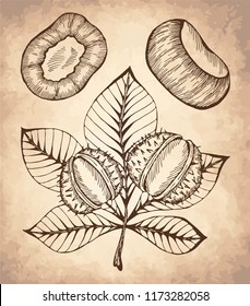 Vector illustration of sketch hand drawn  chestnuts with leaves. Healthy vegan snack, autumn nature symbol, 3d fall holiday concept. Doodle leaf, nuts.